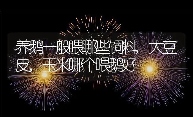 养鹅一般喂哪些饲料,大豆皮，玉米哪个喂鹅好 | 养殖常见问题