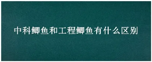 中科鲫鱼和工程鲫鱼有什么区别 | 生活常识