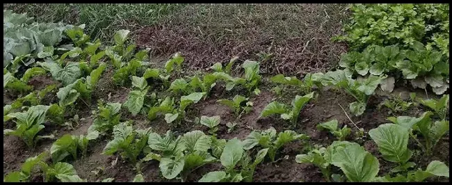 油菜什么时候种最合适 | 三农答疑