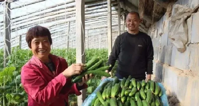 植物常识问题|黄瓜的落蔓技术操作要点（黄瓜什么时候吊蔓最好）