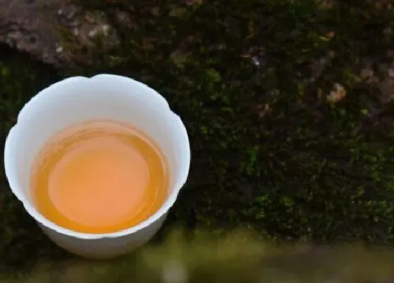 植物常识问题|大红袍属于什么茶  喝大红袍茶功效作用与好处