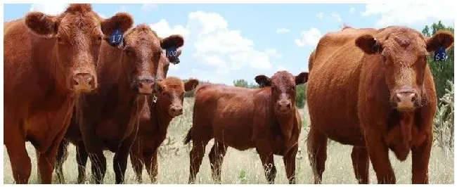 养牛让牛晒太阳重要吗 | 三农答疑