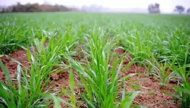 植物常识问题|小麦缺苗断垄怎么办（现在有缺苗断垄的麦田补种时间）