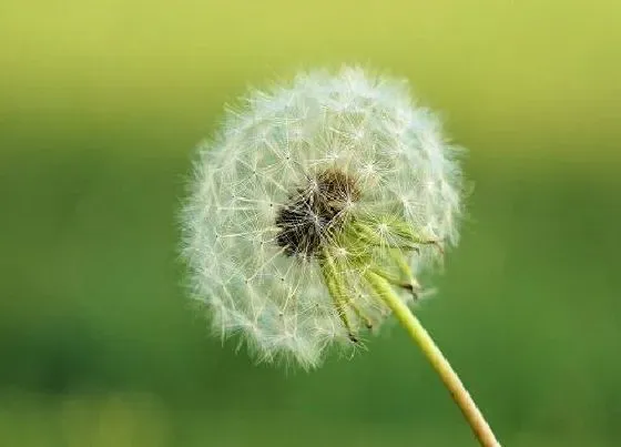 植物常识问题|蒲公英的寓意和象征风水 蒲公英蕴意什么象征意义