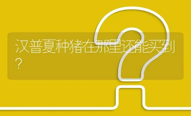 汉普夏种猪在那里还能买到? | 养殖问题解答