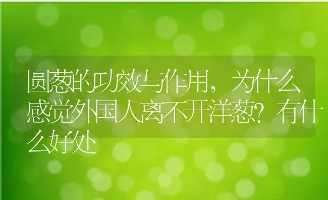 圆葱的功效与作用,为什么感觉外国人离不开洋葱？有什么好处 | 养殖常见问题