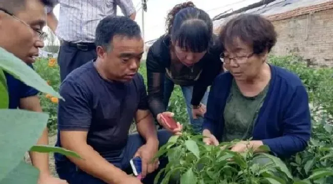 植物常识问题|蔬菜上的腻虫怎么处理去除（蔬菜腻虫怎么消灭窍门妙招）