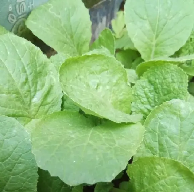 植物常识问题|青菜生虫不打农药用什么方法防治（生虫用草木灰能治吗）