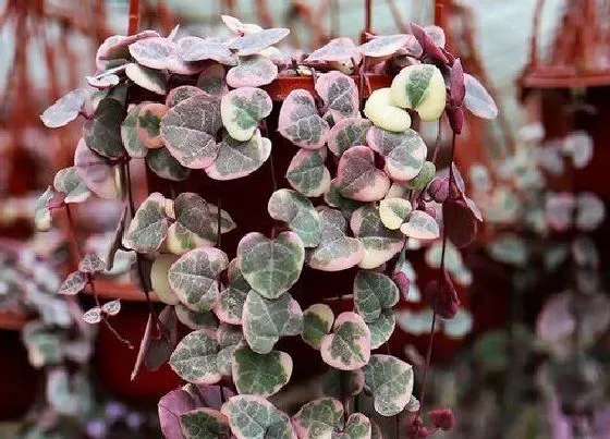 植物常识问题|适合家里养的18种花 推荐最适宜家庭养殖的花卉
