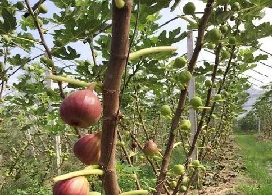 植物常识问题|无花果什么时候种植容易成活 怎样栽培无花果树