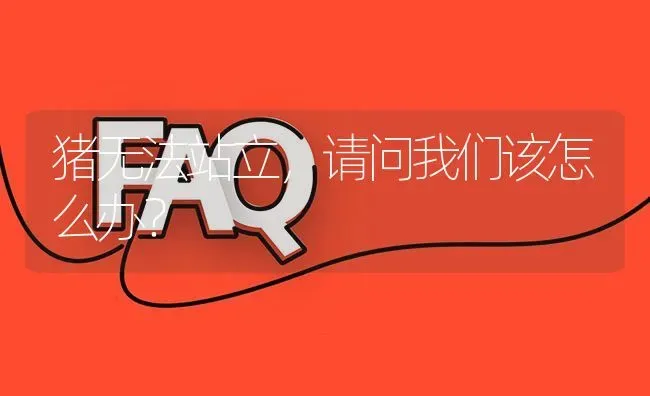 猪无法站立,请问我们该怎么办? | 养殖问题解答