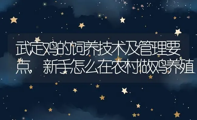 武定鸡的饲养技术及管理要点,新手怎么在农村做鸡养殖 | 养殖常见问题