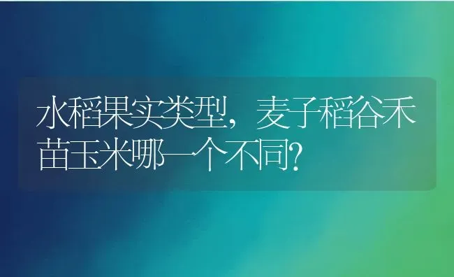 水稻果实类型,麦子稻谷禾苗玉米哪一个不同？ | 养殖常见问题