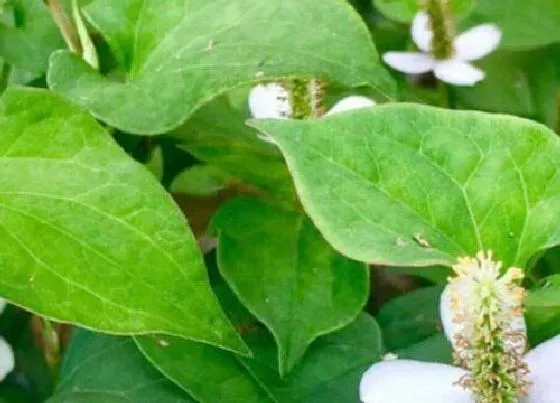 植物常识问题|鱼腥草怎么种植方法