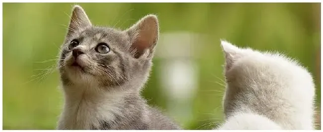 野猫怎么过冬 | 科普知识