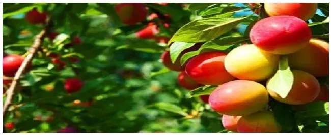 李子种植的注意事项 | 三农答疑