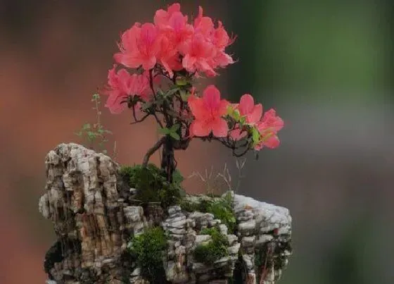植物常识问题|杜鹃花养护的时候都需要注意些什么问题