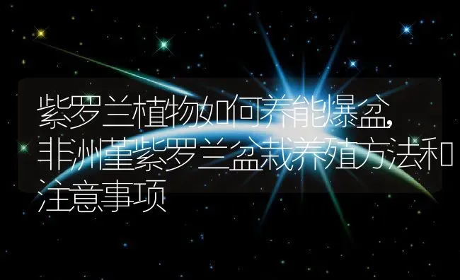 紫罗兰植物如何养能爆盆,非洲堇紫罗兰盆栽养殖方法和注意事项 | 养殖常见问题