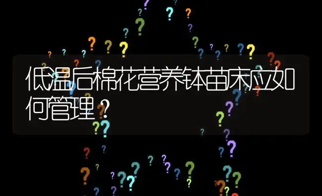 低温后棉花营养钵苗床应如何管理? | 养殖问题解答