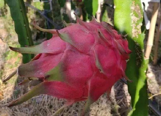 植物常识问题|如何判断火龙果果实成熟