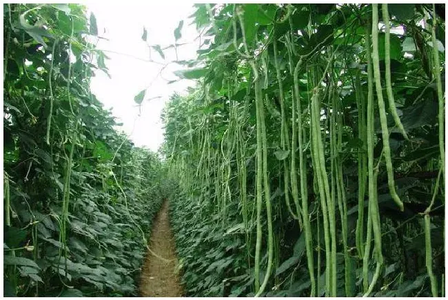 怎样种植豆角才可以获得高产量呢？种植时需要注意啥？ | 三农问答