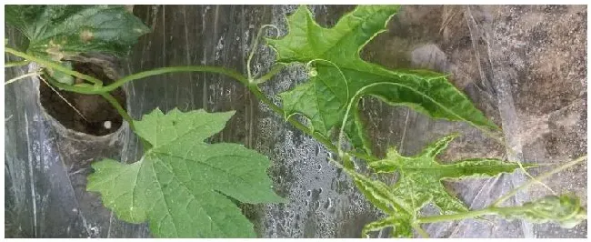 芸苔素能解肥害 | 科普知识