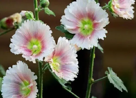 植物常识问题|蜀葵怎么养护花期长