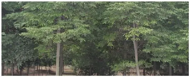 种植金丝楠木犯法吗 | 三农答疑