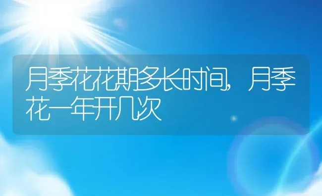 月季花花期多长时间,月季花一年开几次 | 养殖常见问题