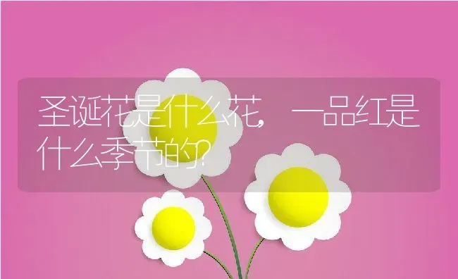圣诞花是什么花,一品红是什么季节的? | 养殖常见问题