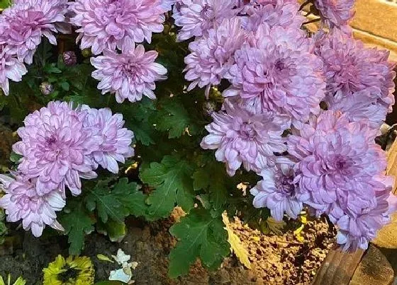 植物常识问题|紫色菊花代表什么意思 送紫色菊花象征的花语和意义