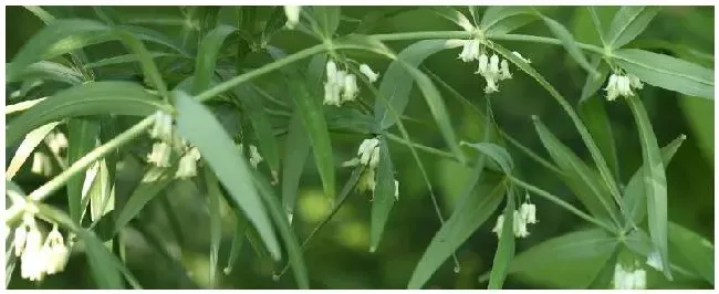 怎样种植黄精,种植黄精需要装肥料吗 | 三农问答