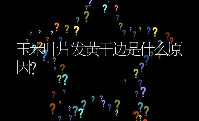 玉米叶片发黄干边是什么原因? | 养殖问题解答