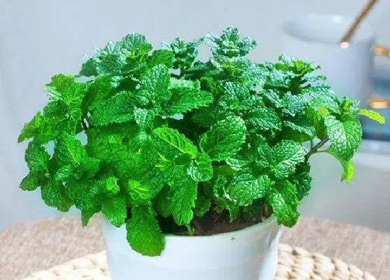 植物常识问题|在室内怎么种薄荷盆栽（在家里种薄荷方法和繁殖技巧）