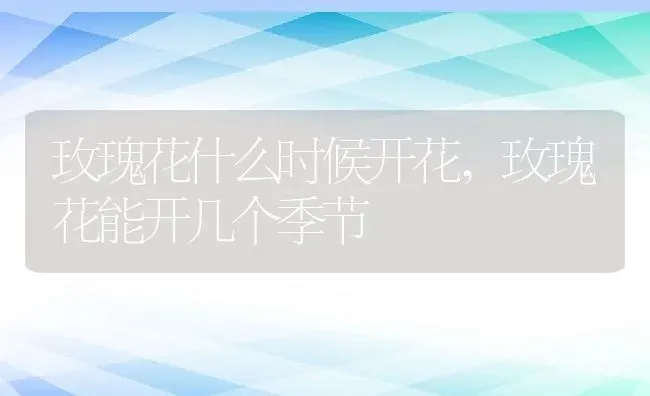 玫瑰花什么时候开花,玫瑰花能开几个季节 | 养殖常见问题