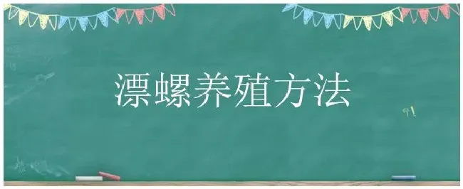 漂螺养殖方法 | 三农问答