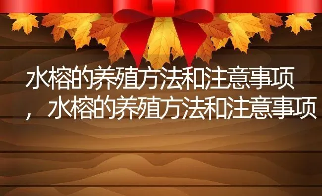 水榕的养殖方法和注意事项,水榕的养殖方法和注意事项 | 养殖常见问题