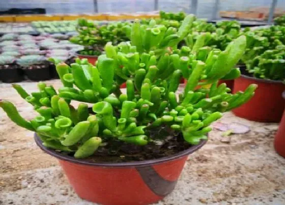 植物常识问题|夏秋交替的时候如何养护玉树
