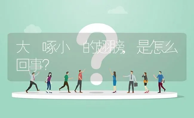 大鵝啄小鵝的翅膀,是怎么回事? | 养殖问题解答