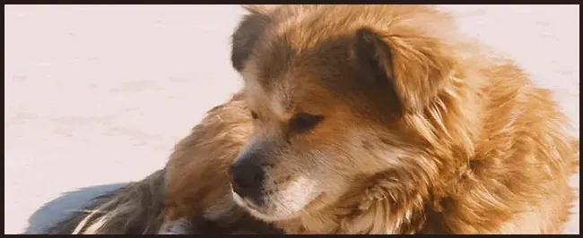 幼犬一天喂几次 | 农业问题