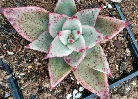 植物常识问题|多肉叶片怎么扦插发根快、不黑腐