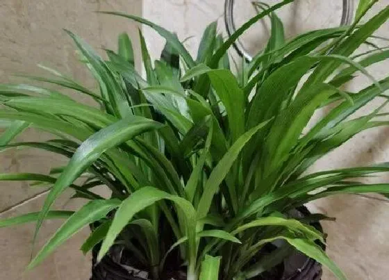 植物常识问题|适合家里养的18种花 推荐最适宜家庭养殖的花卉