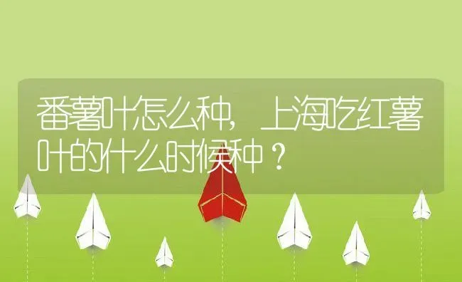 番薯叶怎么种,上海吃红薯叶的什么时候种？ | 养殖常见问题