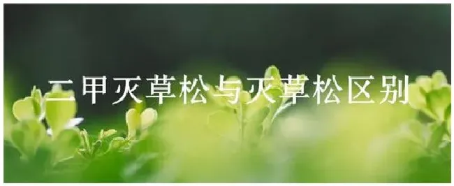 二甲灭草松与灭草松区别 | 三农答疑