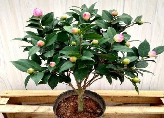 植物常识问题|茶花怎样蔬蕾  蔬蕾方法