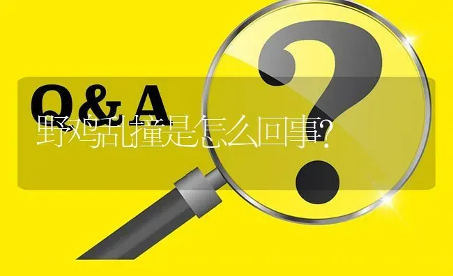 野鸡乱撞是怎么回事? | 养殖问题解答