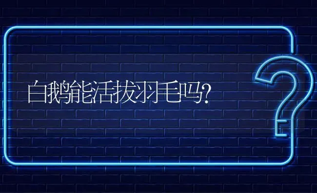 白鹅能活拔羽毛吗? | 养殖问题解答