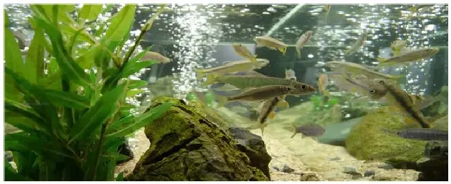 缸里已经有鱼如何种植水草 | 三农答疑
