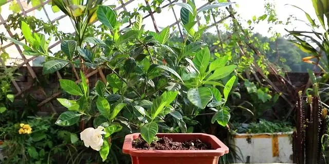 知知花怎么养殖方法,栀子花养殖方法和注意事项？