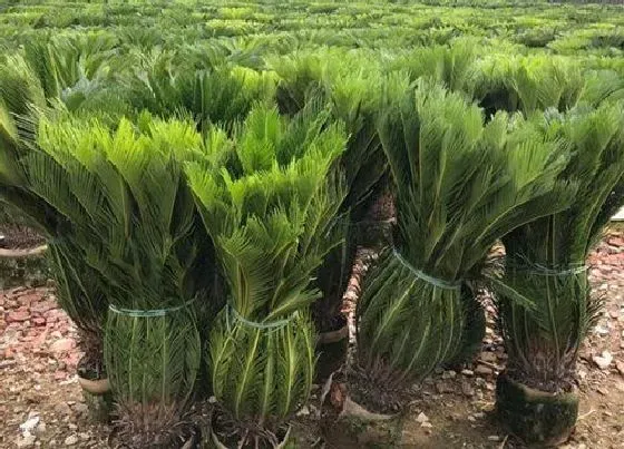 植物常识问题|龙铁树的风水作用及禁忌 放在哪风水好